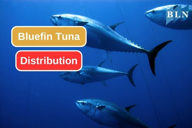 The Fascinating Distribution of Bluefin Tuna